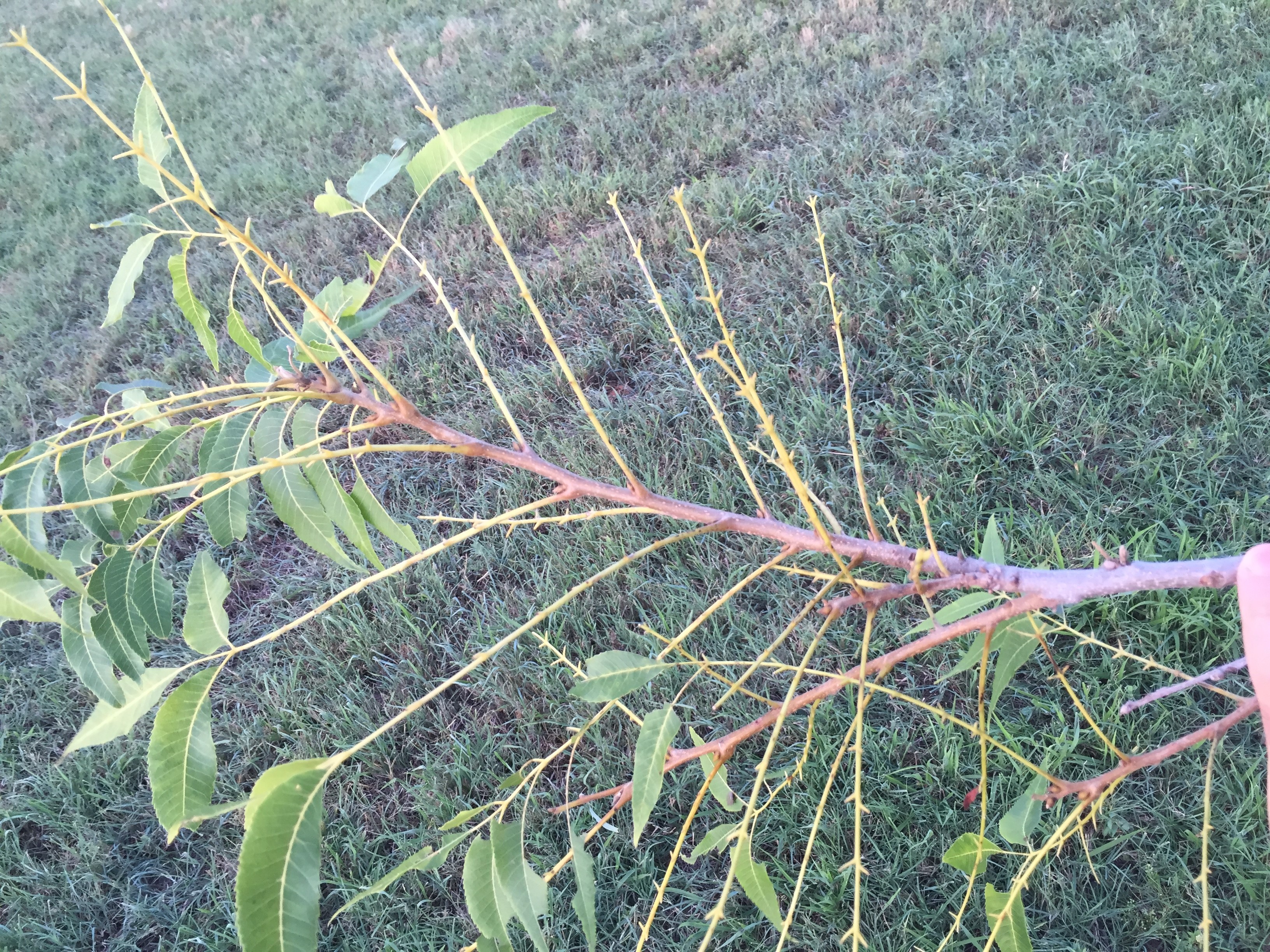 Walnut datana damage